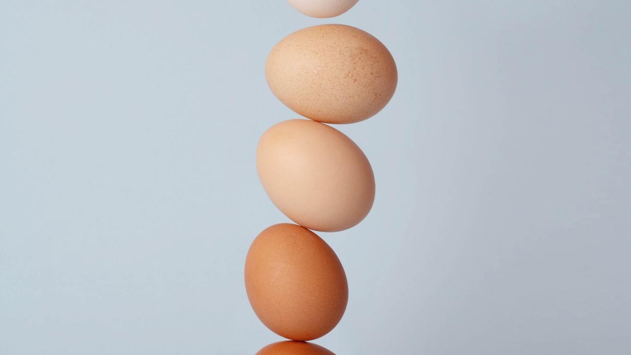 ilustrasi telur