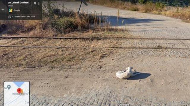 Bikin Netizen Kagum, Anjing Ini Terekam Google Maps di Tempat yang Sama Setelah 7 Tahun