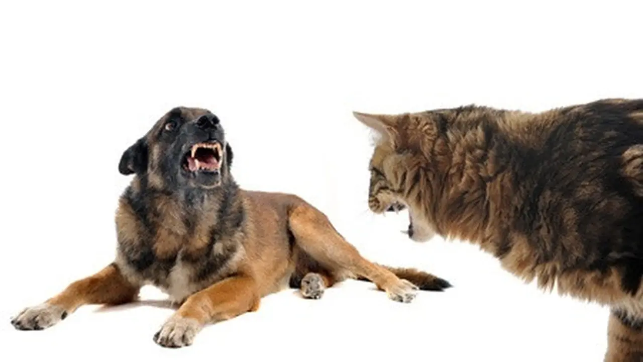 Mana yang Lebih Berbahaya, Gigitan Kucing atau Anjing?