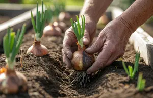 Cara Menanam Bawang Bombay dari Umbi hingga Panen untuk Pemula