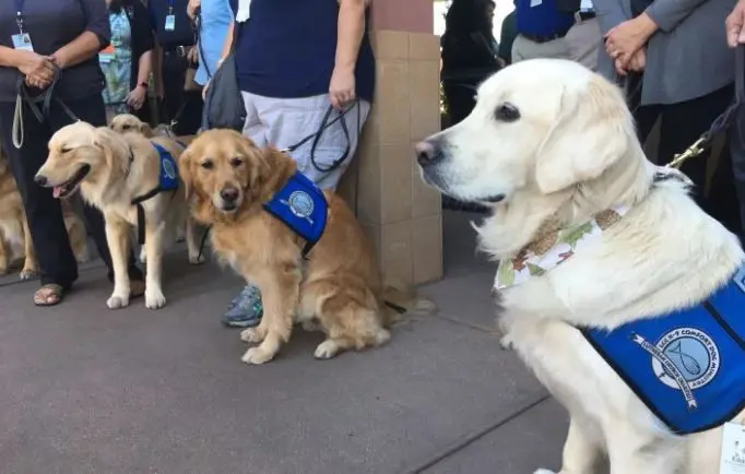 Anjing jenis golden retriever siap membuat nyaman korban serangan Las Vegas di rumah sakit. (Foto: Buzzfeed)