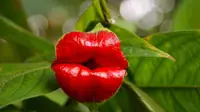 Tumbuhan Ini Bunganya Berbentuk Bibir Merah Merekah