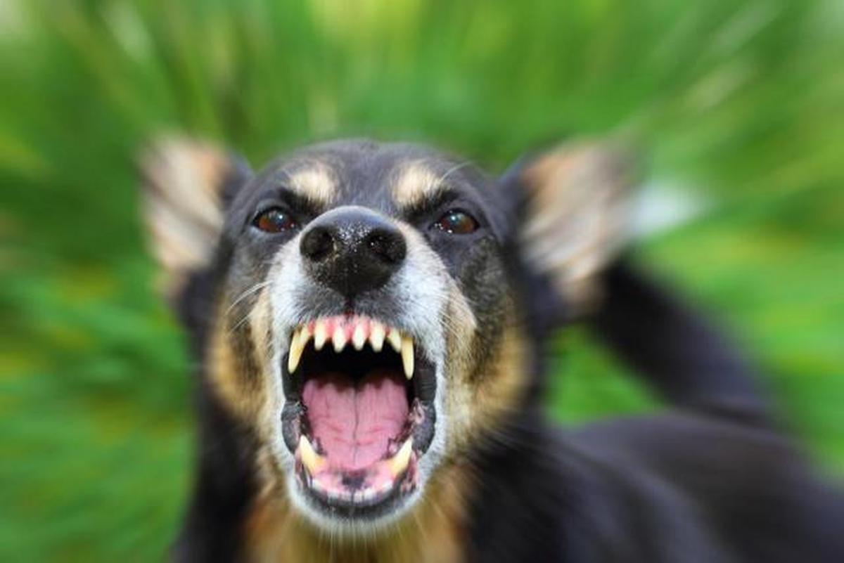 Kucing atau Anjing Liar Sering Datang ke Rumah? Ini 4 Risiko Penyakit yang Perlu Diwaspadai