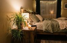 9 Tanaman Pembersih Udara yang Cocok Diletakkan di Kamar Tidur Minimalis, Bikin Ruangan Lebih Segar