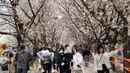 Orang-orang berjalan-jalan di bawah bunga sakura yang mekar penuh di sebuah taman di Seoul, Korea Selatan, 2 April 2023. (AP Photo/Ahn Young-joon)