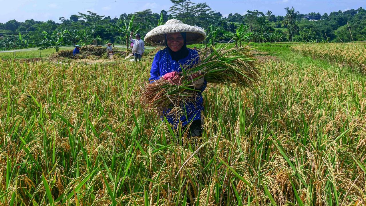 FOTO: Serapan Gabah Bulog Meningkat Perkuat Ketahanan Pangan Nasional