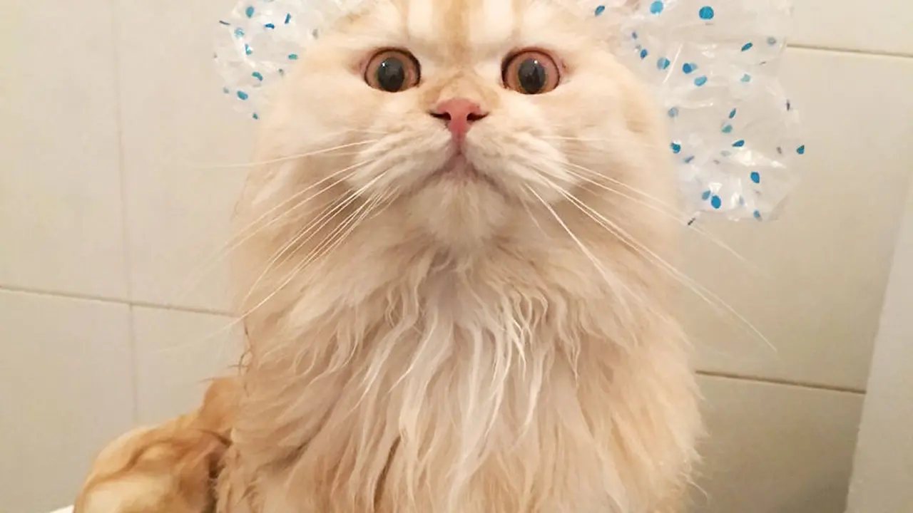 Kucing Yang Senang Dengan Air