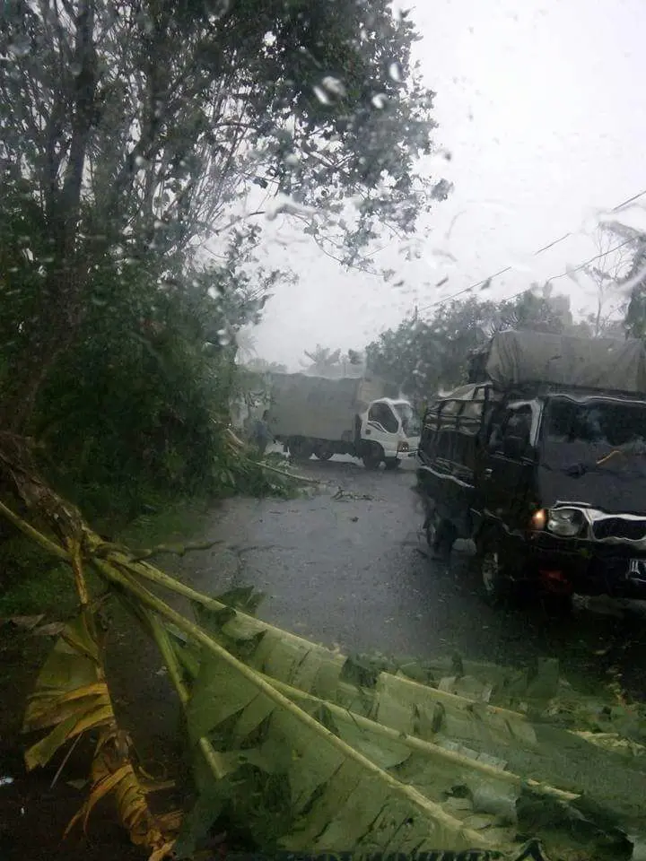 Selain hujan es, pepohonan bertumbangan di jalur Tampur-Prajenan, Magelang karena dilanda angin kencang dan hujan lebat. (foto: Liputan6.com/edhie prayitno ige)