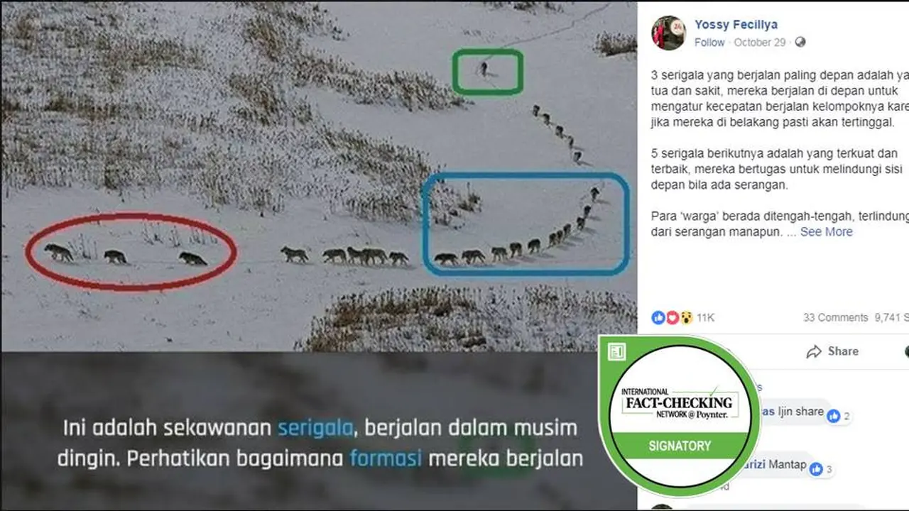 Cek Fakta - Formasi Serigala dalam Perjalanan