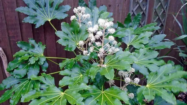 Fatsia Japonica