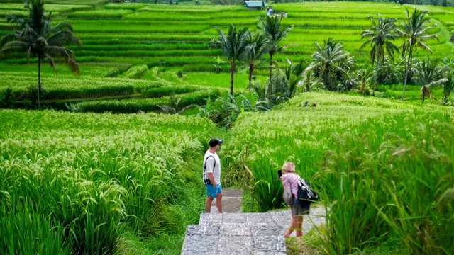 Jatiluwih Bali Jadi Destinasi Wisata Delegasi World Water Forum ke-10, Sajikan Pemandangan Sawah hingga Ngeteh Beras Merah