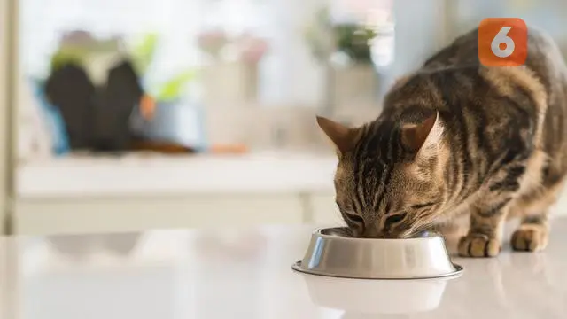 Hidung Kucing