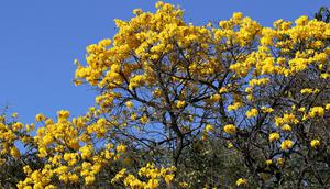 Ilustrasi tabebuya. (c) sidneydealmeida/Depositphotos.com