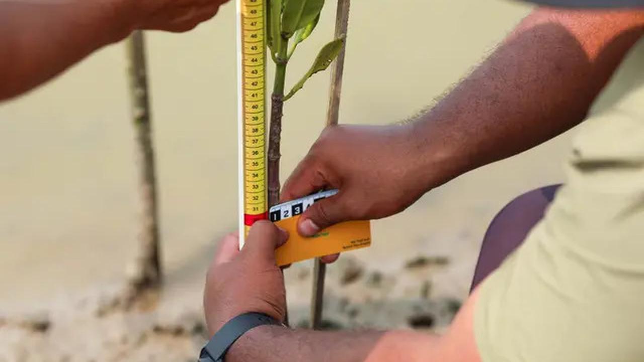 Hari Mangrove Sedunia 2025, BRI Tunjukkan Aksi Nyata Selamatkan Ekosistem Pesisir Muara Gembong Bekasi Lewat BRI Menanam - Grow &amp; Green