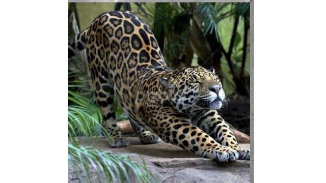 6 Pose Hewan saat Tidur Nungging Ini Bikin Gemas