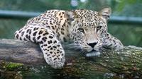 Ilustrasi macan tutul. (dok. Unsplash.com/aboeka)