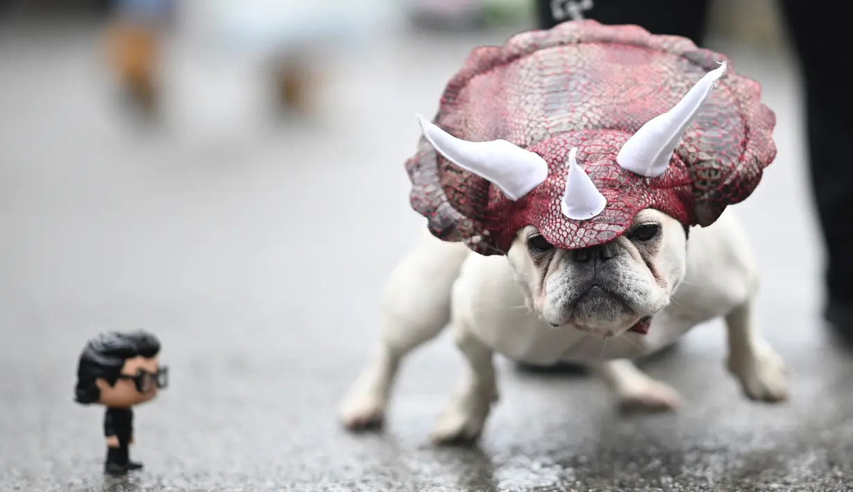 Seekor anjing mengenakan kostum ala dinosaurus saat menghadiri Tompkins Square Halloween Dog Parade di Manhattan, New York City, Amerika Serikat, Minggu (20/10/2019). (Johannes EISELE/AFP)