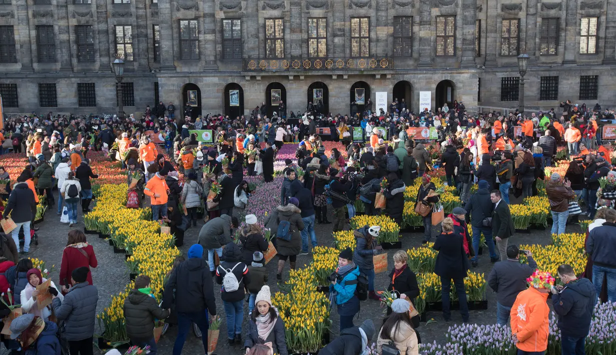 Ratusan pengunjung memetik tulip pada Hari Bunga Tulip Nasional di Dam Square, Amsterdam pada 19 Januari 2019. Sebanyak 200ribu bunga tulip berbagai warna dirancang khusus untuk momentum ini.  (AP/Peter Dejong)