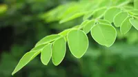 (moringa.co.id)