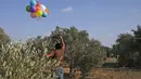 Seorang pria Palestina melepaskan balon dengan alat peledak ke arah Israel di sepanjang perbatasan Israel-Gaza (12/8/2020). Imbas gempuran balon api, Israel melancarkan serangan balasan yang menyasar pertahanan Hamas serta menghentikan pasokan bahan bakar ke Jalur Gaza. (AFP Photo/Mohammed Abed)