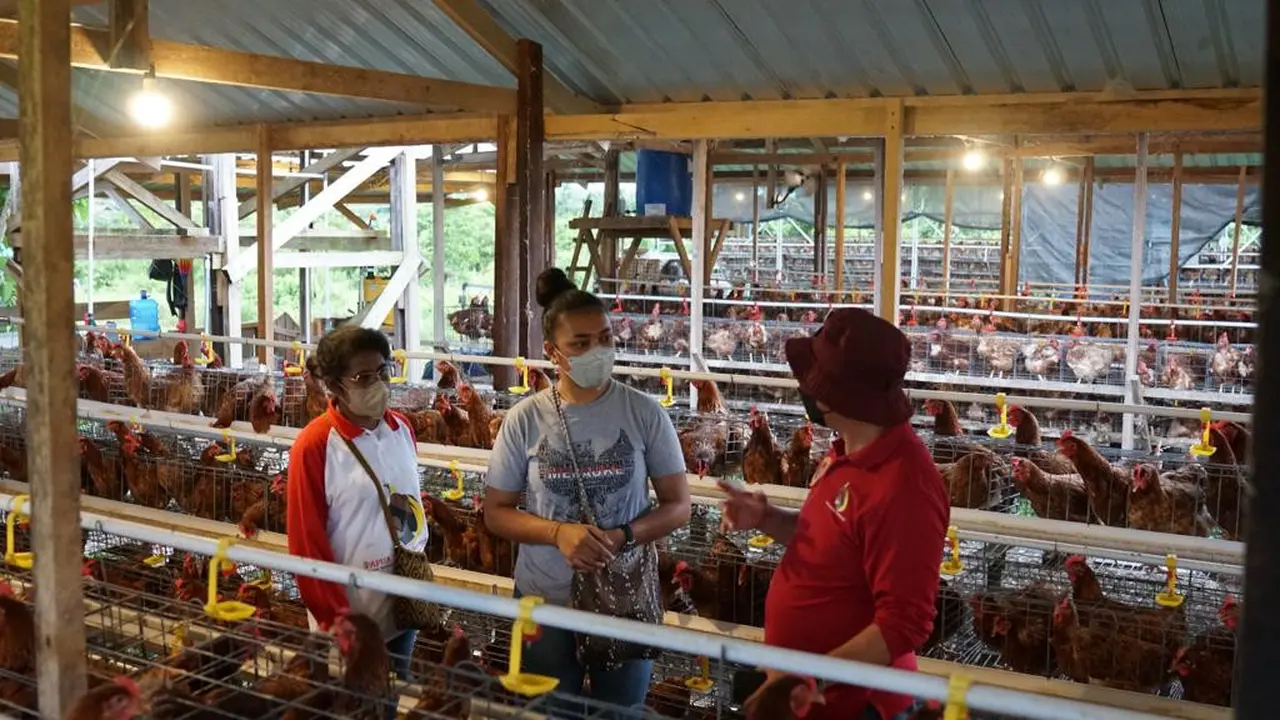 Maria Fransisca Tambingon, Finalis Puteri Indonesia 2014 terus mengembangkan diri dan mengembangkan usaha ayam petelurnya bersama Papua Muda Inspiratif (PMI) binaan Badan Intelijen Negara (BIN) (Istimewa)