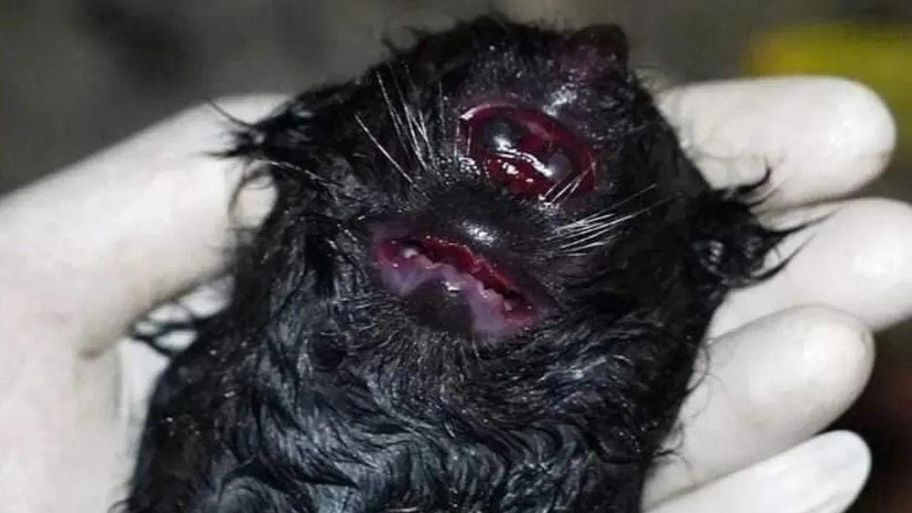 Hewan Binturong Melahirkan 2 Ekor Anak, Irfan Hakim Langsung Syok yang Satu Mati Wujudnya Bikin Aneh