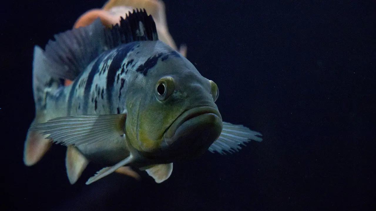 8 Jenis Jenis Ikan Predator Air Tawar Yang Bisa Dipelihara Di Akuarium Hot