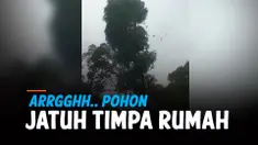 THUMBNAIL pohon