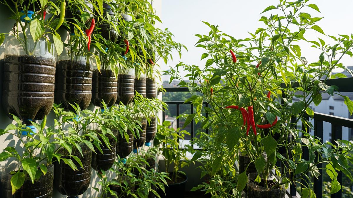 Rahasia Cabai Berbuah Banyak Meski Ditanam di Lahan Sempit