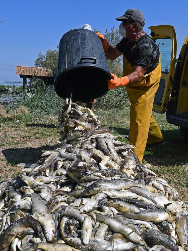 Seorang pria membuang ikan mati dari ember di Laguna Etang de Berre, dekat Marseille, Prancis (1/7/2019). Matinya beberapa ton ikan disebabkan penurunan kadar oksigen di Laguna Etang de Berre yang dipicu gelombang panas dalam sepekan hari terakhir. (AFP Photo/Boris Horvat)
