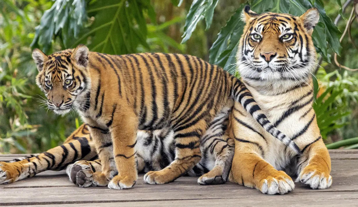 Gambar yang dirilis pada 29 Juli 2019 menunjukkan harimau Sumatera, Kartika dengan satu dari tiga anaknya yang berumur tujuh bulan, di Kebun Binatang Taronga, Sydney. Kerusakan habitat dan perburuan merupakan alasan utama langkanya harimau Sumatera ini. (RICK STEVENS/ARONGA ZOO/AFP)