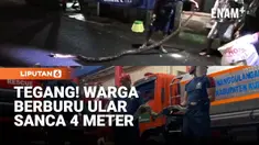 Warga Padukuhan Kriyanan, Kecamatan Wates, Kabupaten Kulon Progo, berhasil menangkap seekor ular sanca kembang sepanjang lebih dari 4 meter yang bersembunyi di area permukiman. Ular dengan berat sekitar 20 kilogram itu diduga kerap memangsa hewan ter...