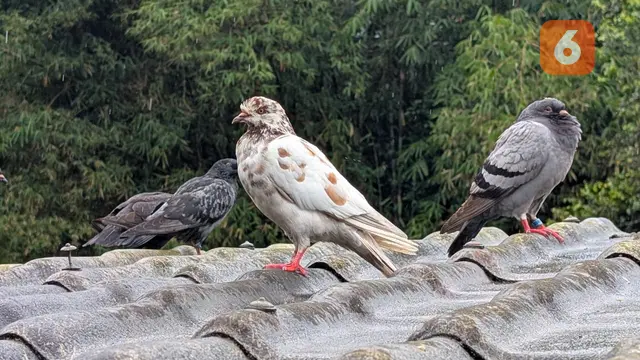 Hobi Pelihara Burung Bisa Picu Penyakit Paru Bird Fancier’s Lung, Apa Itu?