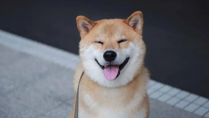 Foto: copyright boredpanda.com