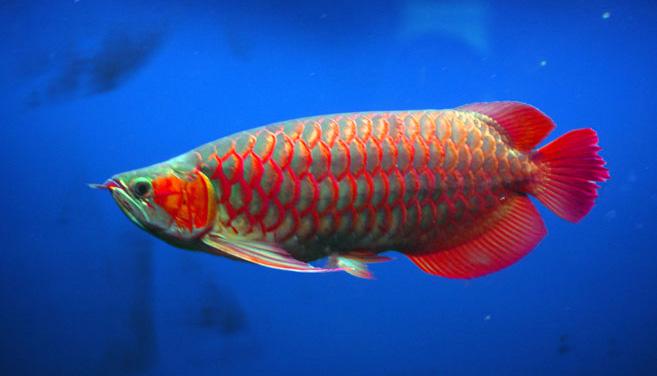 Ikan arwana Asia yang cantik | Foto: copyright expertcustomize.com