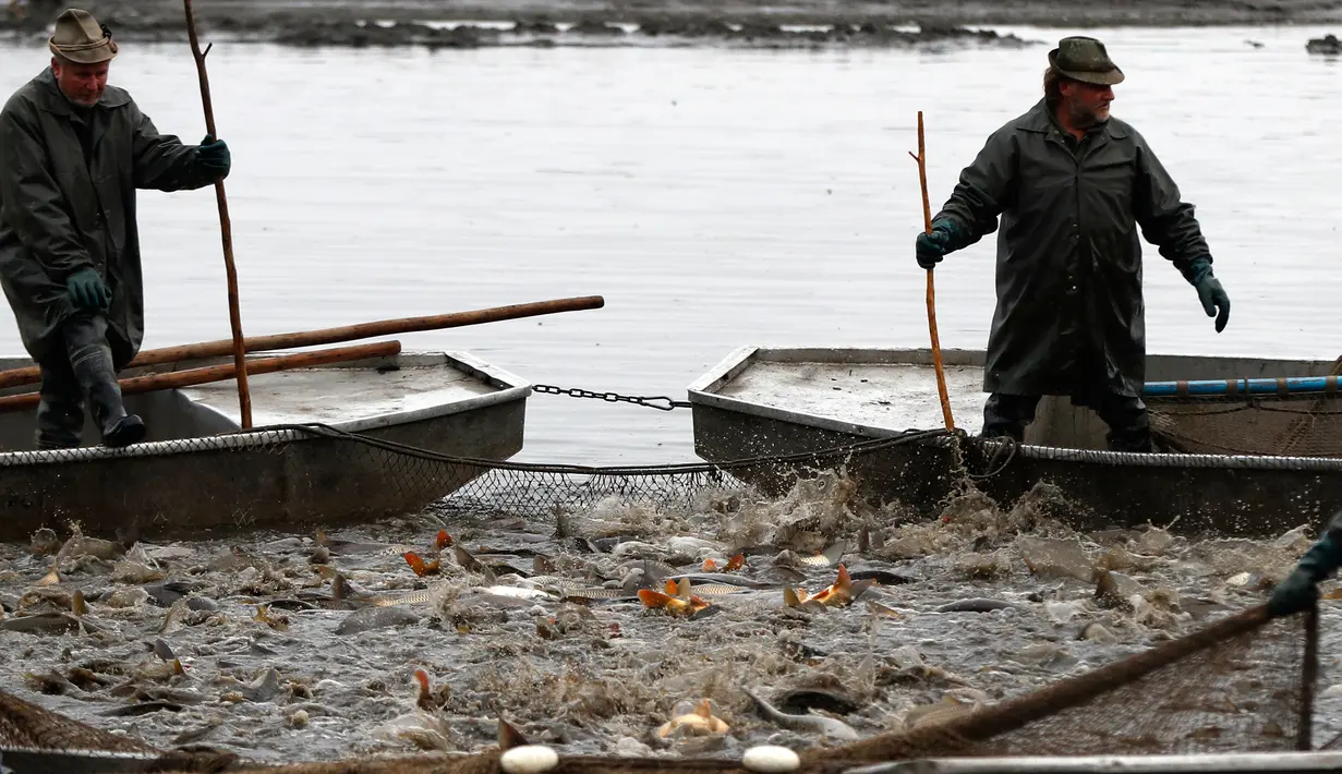 Nelayan berdiri di atas perahu mengelilingi jaring ketika panen ikan mas secara tradisional di kolam Horusicky, dekat kota Veseli nad Luznici, Republik Ceko, 24 Oktober 2017. (AP Photo/Petr David Josek)