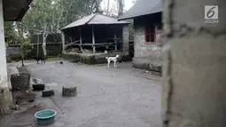 Dua ekor anjing berkeliaran di sekitar rumah yang ditinggal mengungsi oleh pemiliknya di Desa Sebudi, Karangasem, Bali, Senin (4/12). Seperti diketahui, Desa Sebudi berada di kawasan rawan bencana III Gunung Agung. (Liputan6.com/Immanuel Antonius)