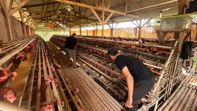 Kandang Ayam Petelur Desa Cikahuripan