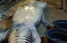 DPKP Inhil Laporkan Kematian Buaya Raksasa 585 Kg Usai Dirawat
