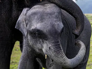 Seekor bayi gajah bermain dengan ibunya di Suaka Margasatwa Pobitora, pinggiran Gauhati, India, Selasa (10/11/2020). Suaka yang terkenal dengan populasi badak bercula satu di India tersebut dibuka kembali setelah ditutup selama lebih dari 6 bulan akibat pandemi corona. (AP Photo/Anupam Nath)