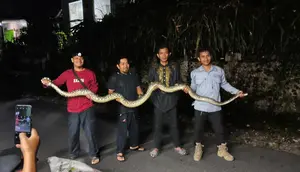 Geger Sanca Keluar Sarang dan Blokir Jalan