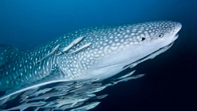 Remora dan Paus (iStock)