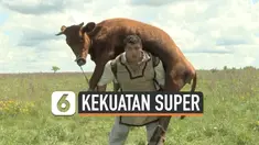 angkat sapi