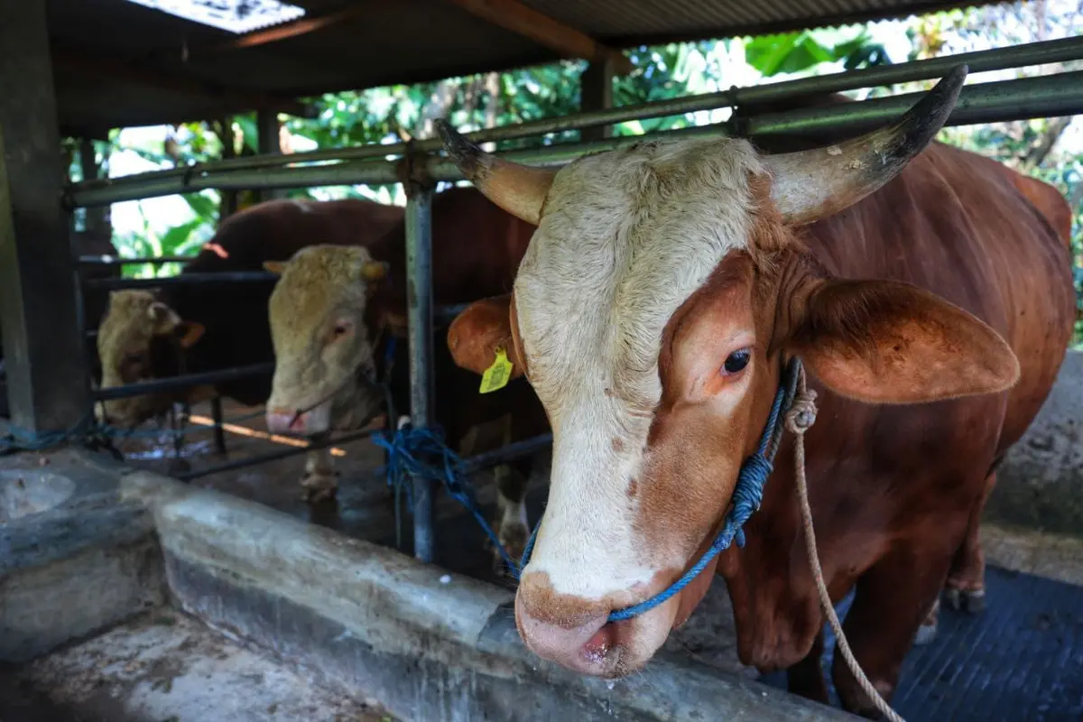 sapi presiden