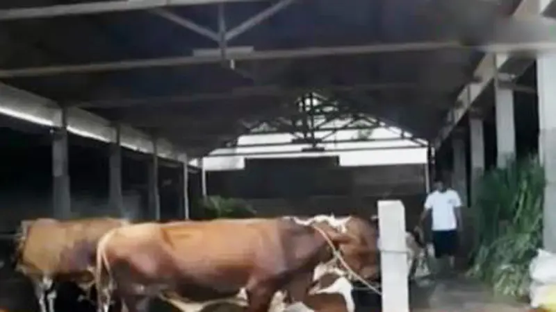 VIDEO: Kebijakan Pemerintah Impor Daging Sapi Dikecam Peternak