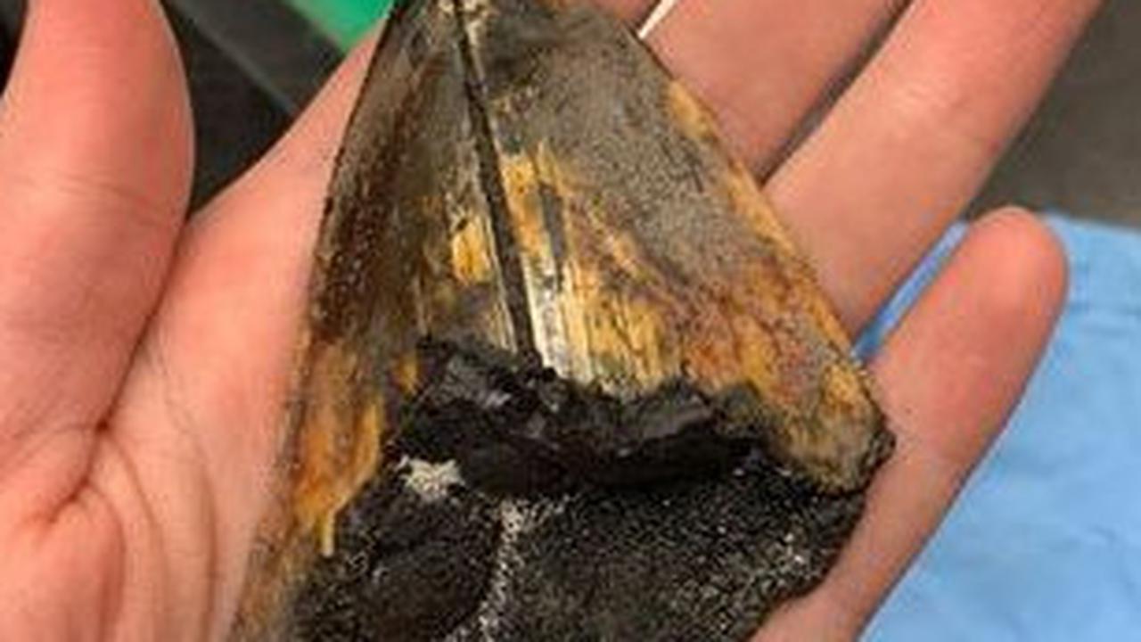 4. Pengetahuan Baru Mengenai Distribusi Megalodon<br>