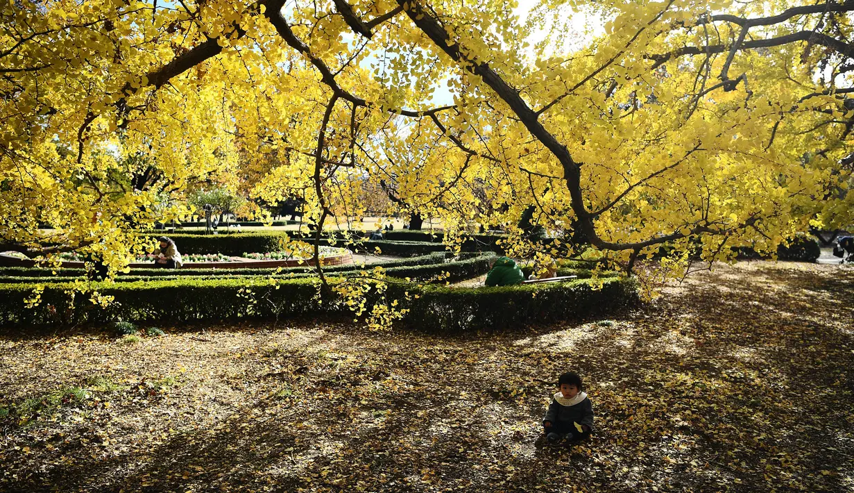 Seorang anak duduk di bawah dedaunan musim gugur ketika orang-orang menikmati cuaca di Gyoen Park di Tokyo (5/12/2019). Gyoen Park telah menjadi taman nasional di bawah yuridiksi Kementerian Lingkungan Hidup Jepang. (AFP/Charly Triballeau)