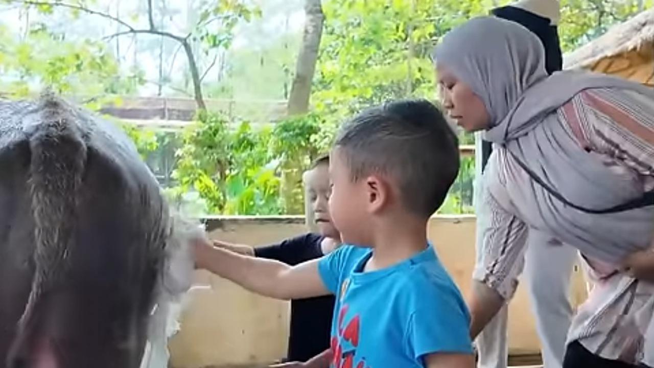 Potret Rayyanza Petik Alpukat Hingga Mandikan Kerbau, Bahagia Banget tapi Nangis Histeris Pas Menanam Padi
