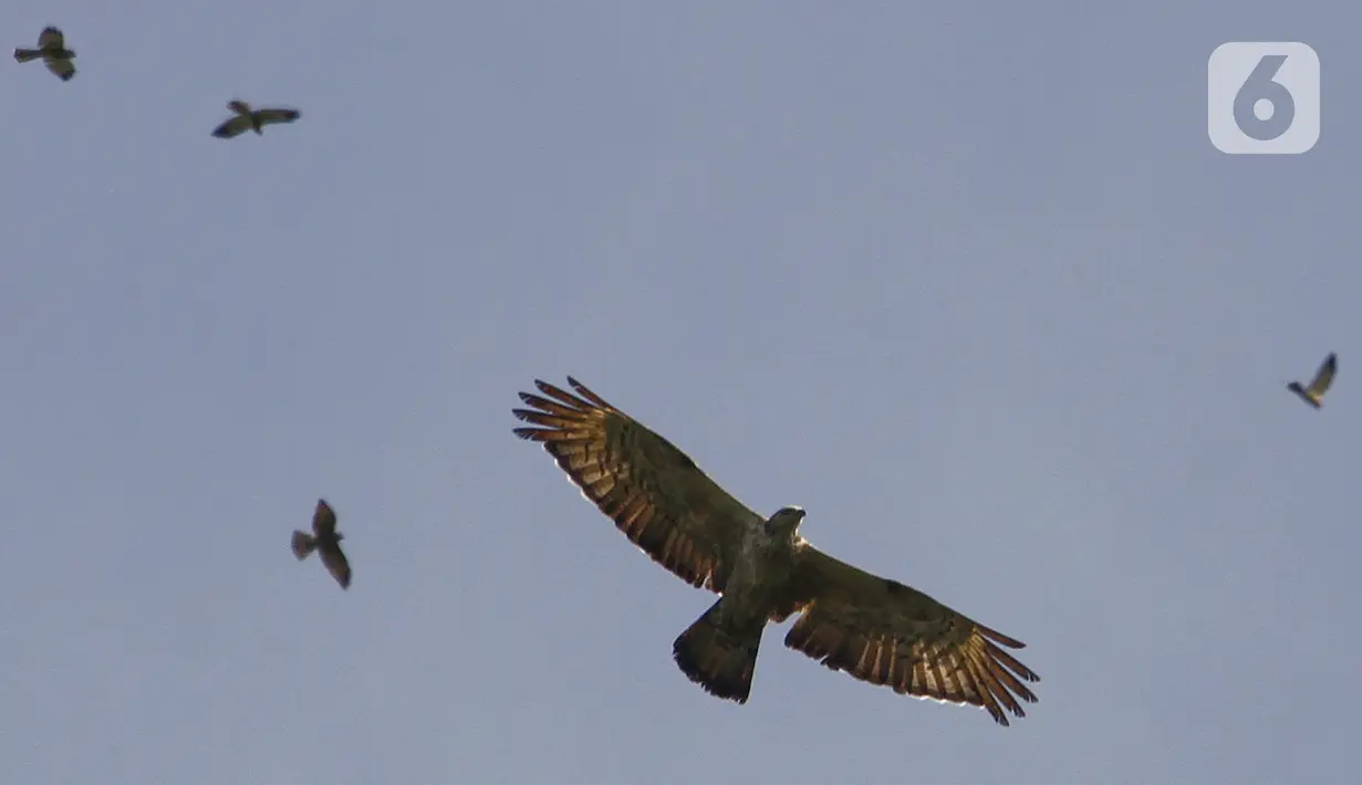 Sejumlah burung terbang bermigrasi setiap bulan Mei dan Oktober yang melintasi kawasan Puncak Bogor Jawa Barat, Sabtu (30/10/2021). Selama bermigrasi, burung membutuhkan tempat singgah untuk beristirahat dan mencari makan. (Liputan6.com/Fery Pradolo)