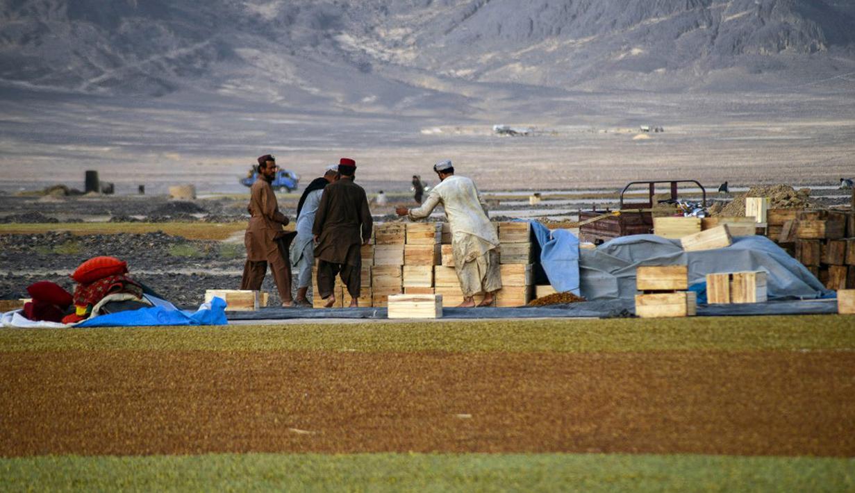 Petani bekerja di perkebunan anggur saat membuat kismis di Kandahar, Afghanistan, 6 September 2021. (JAVED TANVEER/AFP)